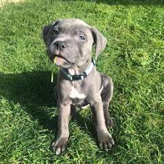Chiots Staffordshire Bull Terrier