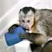 Singe Capunchin A Vendre - photo 1