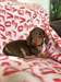 Beaux chiots teckels miniatures. - Annonce classée # 536916