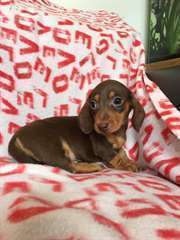 Beaux chiots teckels miniatures.