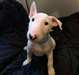 Chiots Bull Terrier mâle et femelle - photo 1