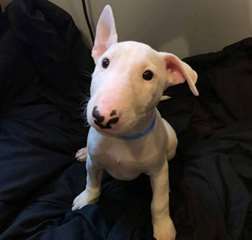 Chiots Bull Terrier m&#226;le et femelle