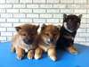 Adorables chiots Shiba inu - Annonce classée # 536930