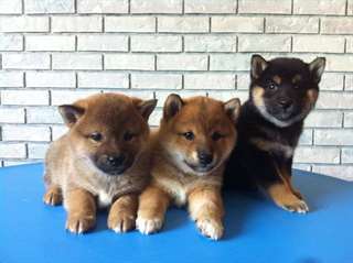 Adorables chiots Shiba inu