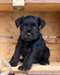 Chiots Schnauzer miniature à vendre. - Annonce classée # 536932