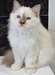 magnifiques chaton sacré de birmanie - Annonce classée # 536949