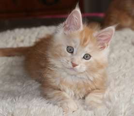 magnifique chaton Maine Coon
