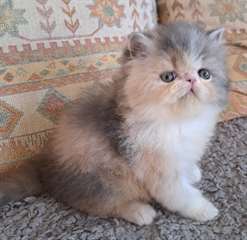 chaton Persan Chinchilla