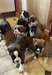 chiots boxer disponibles - Annonce classée # 536960