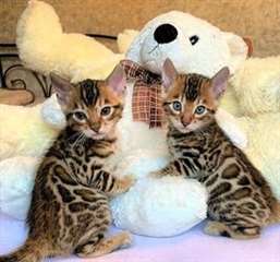 chatons du Bengale m&#226;les et femelles
