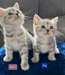 Les chatons Scottish Fold sont prêts - Annonce classée # 536972