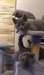 Magnifiques chatons britanniques à poils courts - Annonce classée # 536975