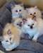 Chatons Ragdoll vbgfj Chats - photo 1