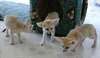 Kits de renard fennec, 2 mâles et 2 femelles. - Annonce classée # 536981