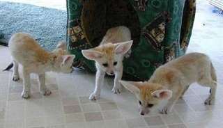 Kits de renard fennec, 2 m&#226;les et 2 femelles.