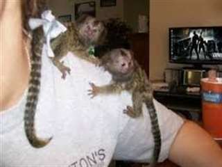Singes ouistitis et exceptionnels