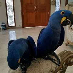 De beaux perroquets Hyacinth Macaw