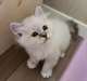magnifiques chaton scootish fold - Annonce classée # 536988