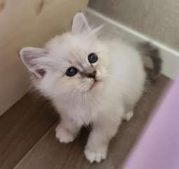 magnifiques chaton scootish fold
