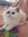 adoption magnifique chaton Persan Chinchilla - photo 1