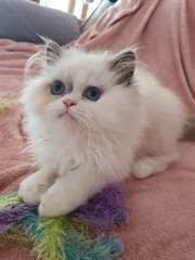 adoption magnifique chaton Persan Chinchilla