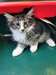 adoption magnifique chaton Norvégien - Annonce classée # 536990