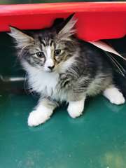 adoption magnifique chaton Norv&#233;gien