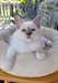 adoption magnifiques chaton sacré de birmanie - Annonce classée # 536993