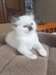adoption magnifiques chaton ragdoll - Annonce classée # 536994
