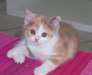 adoption magnifiques chaton british shorthair - Annonce classée # 536995