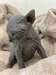 adoption magnifiques chaton sphynx - Annonce classée # 536996