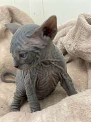 adoption magnifiques chaton sphynx