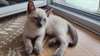 adoption magnifiques chaton siamois - Annonce classée # 536997