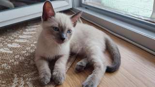 adoption magnifiques chaton siamois