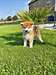 adorable chiot akita inu - Annonce classée # 536998