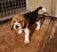 Magnifique et adorable chiot beagle - photo 1