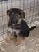 Magnifique et adorable chiot berger allemand - Annonce classée # 537001