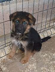 Magnifique et adorable chiot berger allemand