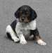 adorable chiot epagneul breton - photo 1