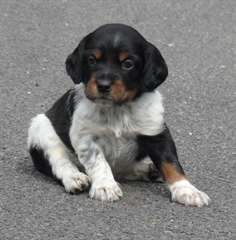 adorable chiot epagneul breton