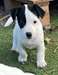 adorable chiot jack russell terrier - photo 1