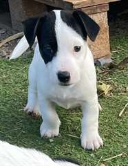 adorable chiot jack russell terrier