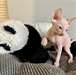 Chatons Sphynx A Vendre - Annonce classée # 537018