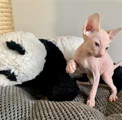 Chatons Sphynx A Vendre