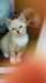 Chatons Snowsheos A Vendre - photo 1