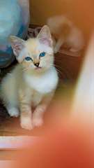 Chatons Snowsheos A Vendre