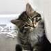 Chatons Siberien A Vendre - Annonce classée # 537020