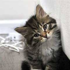 Chatons Siberien A Vendre