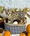 Chatons Savannah A Vendre - Annonce classée # 537023