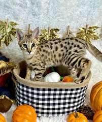 Chatons Savannah A Vendre